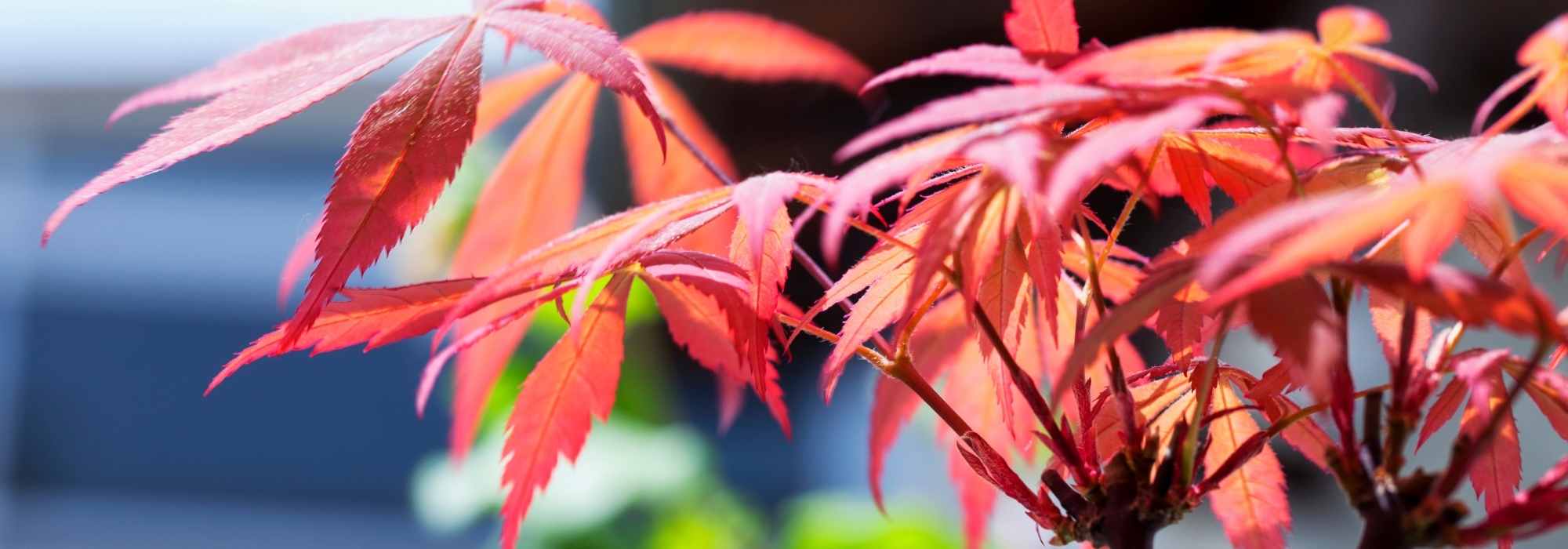 Unusual Japanese maples