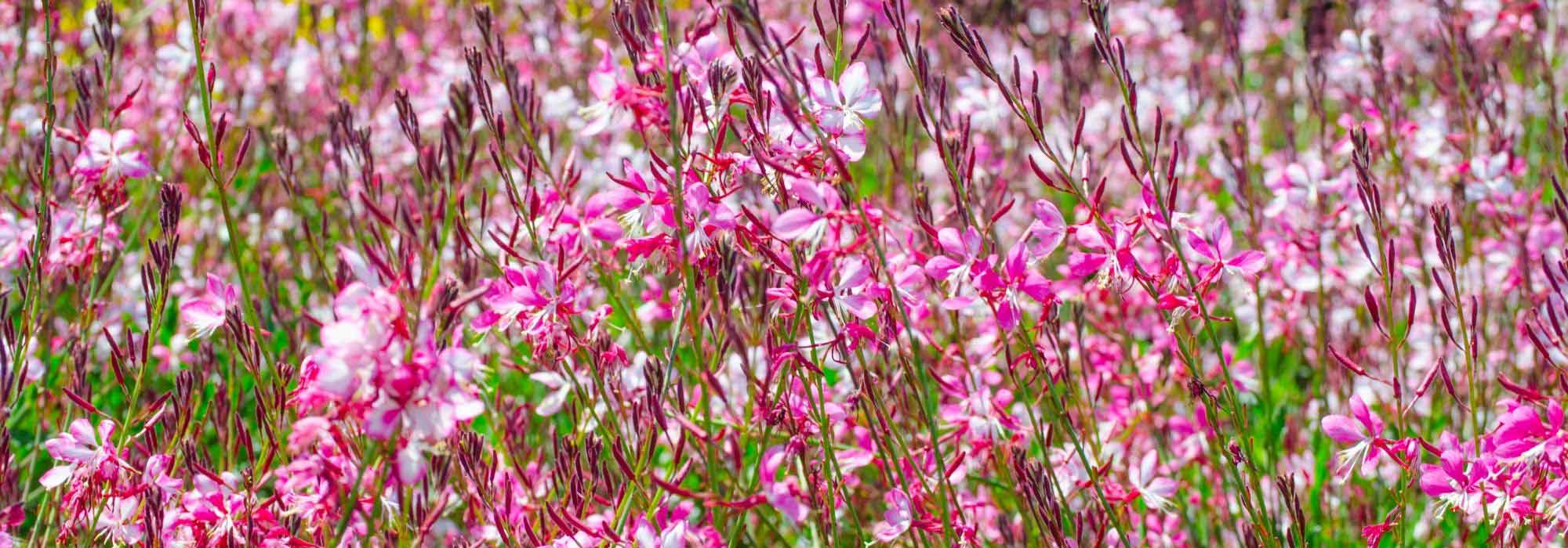 7 flowering plants all summer long