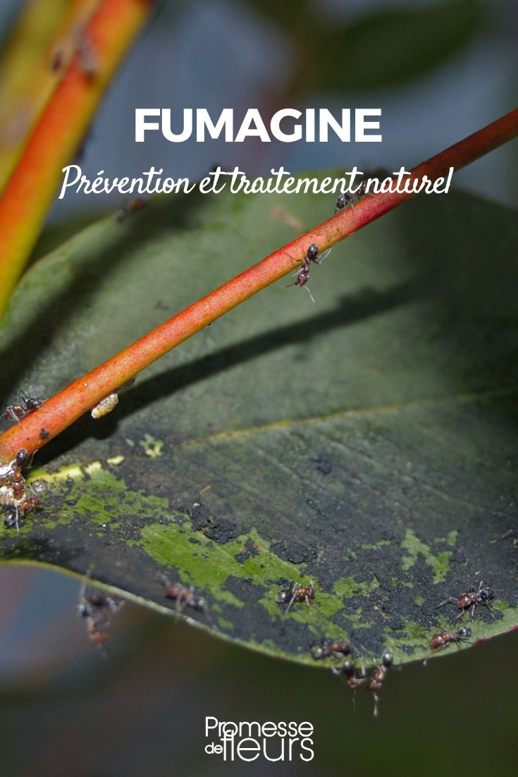 Sooty mould: identification, prevention and natural treatment