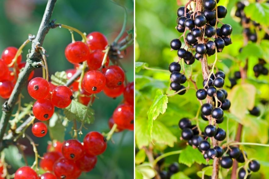 blackcurrant bush