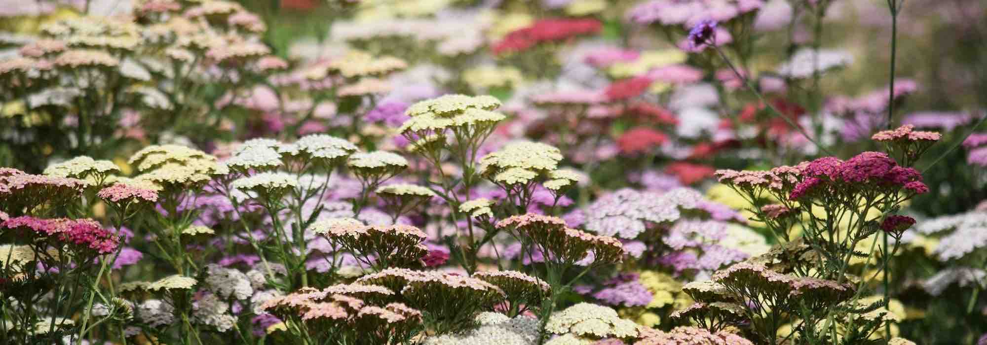 The most beautiful yarrows