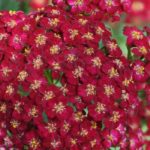 7 red achilleas to have in your garden