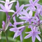 Pairing ideas with Tulbaghia