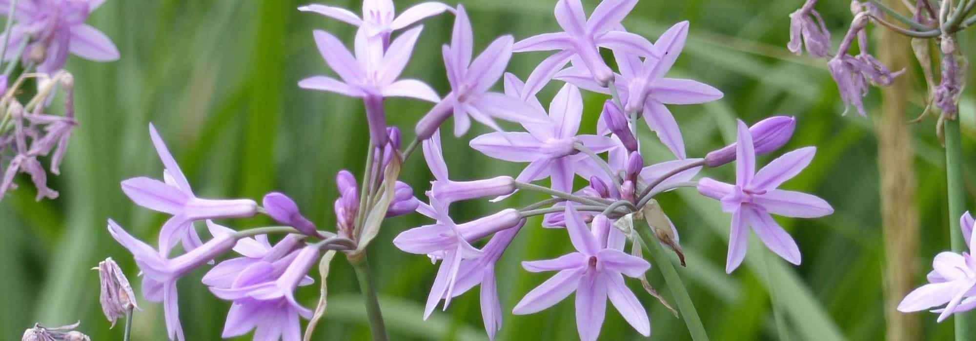 Pairing ideas with Tulbaghia