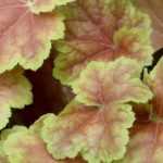Heucheras: the most beautiful varieties