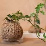 How to make an ivy kokedama?