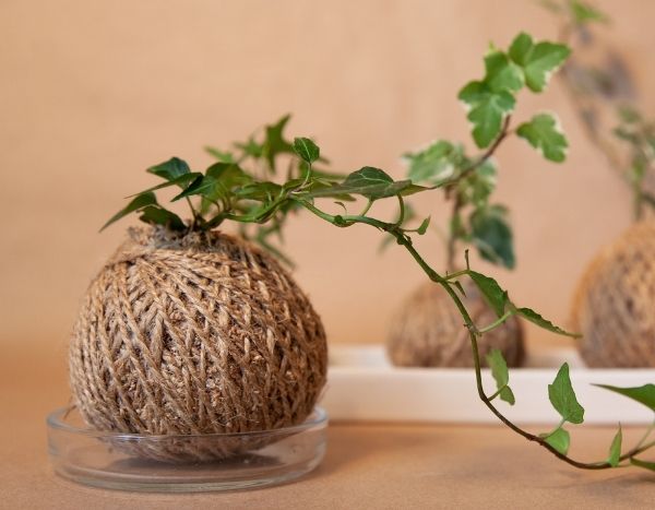 How to make an ivy kokedama?