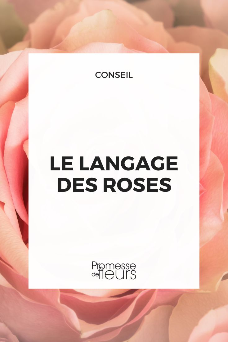 rose language