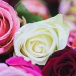 The language of roses