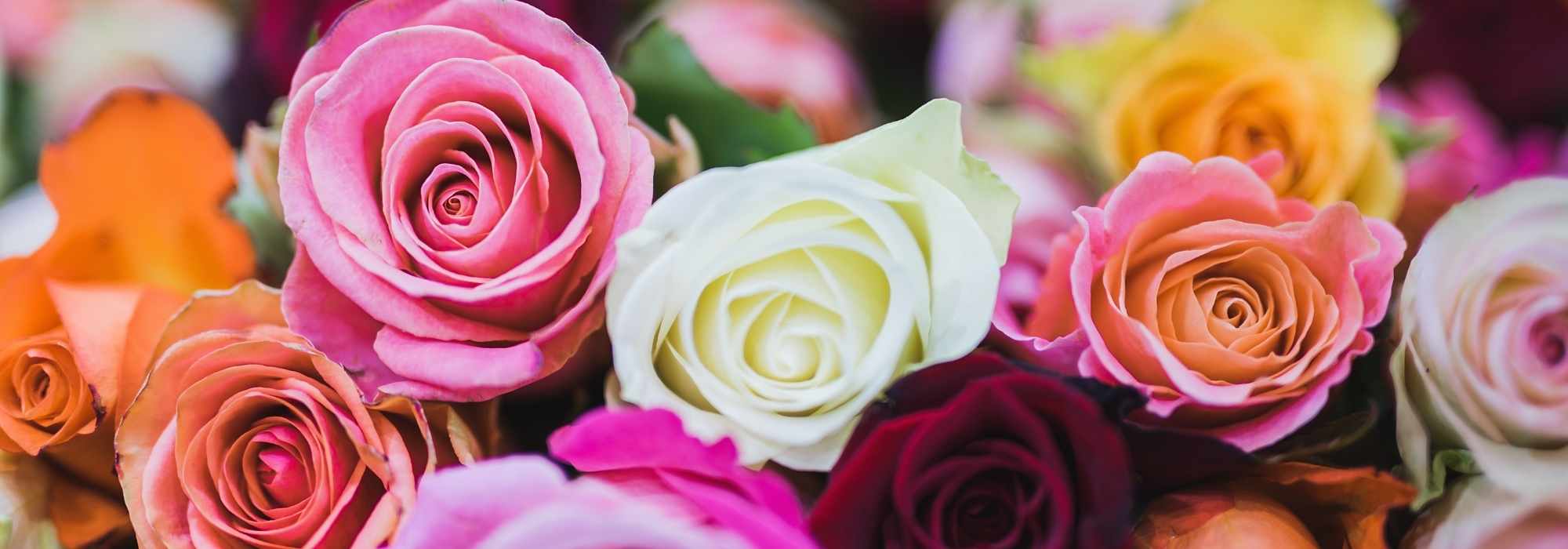 The language of roses