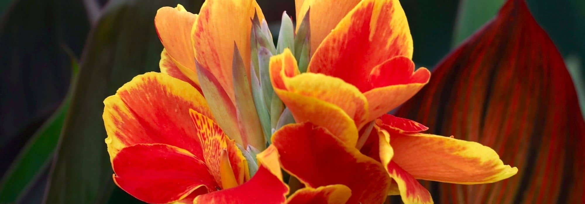 Summer bulbs for a pot