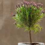 Train lavender as a standard