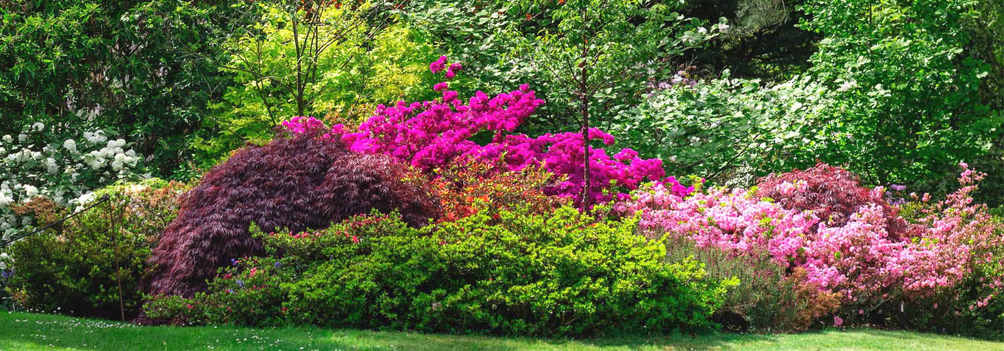 How to create a beautiful shrub bed?