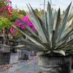 Nursery Measurements: How to Make Sense of Them?