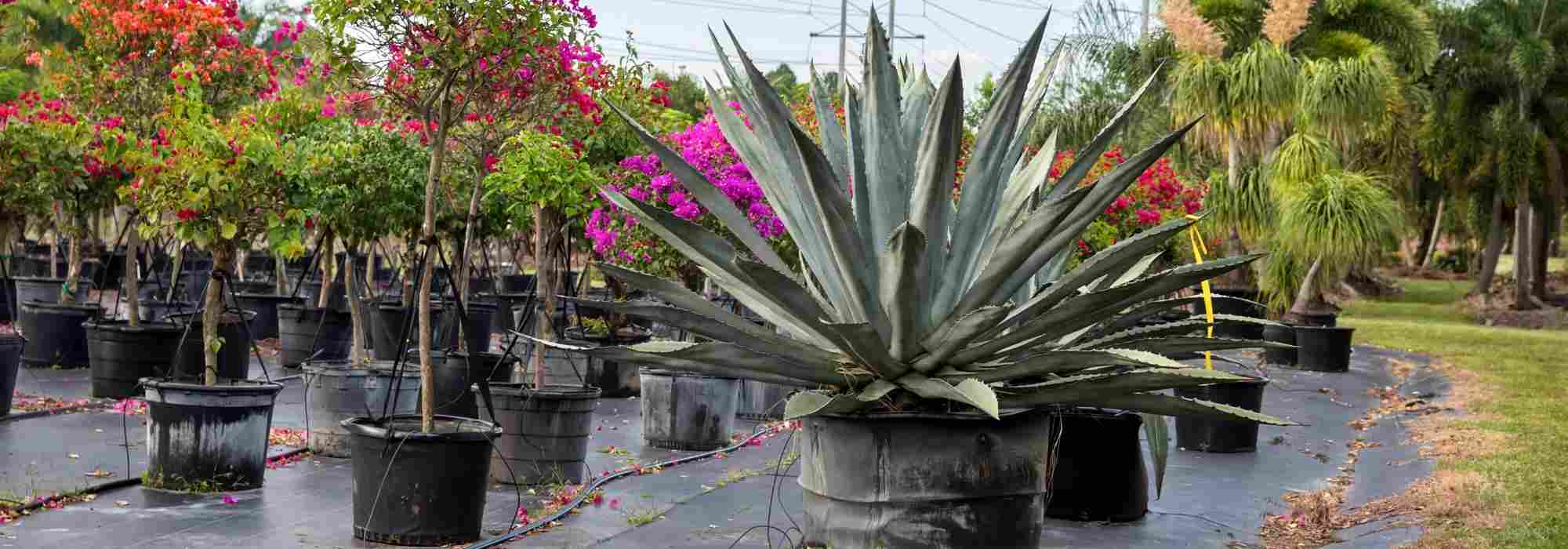 Nursery Measurements: How to Make Sense of Them?