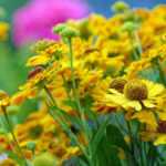 Multiplying heleniums