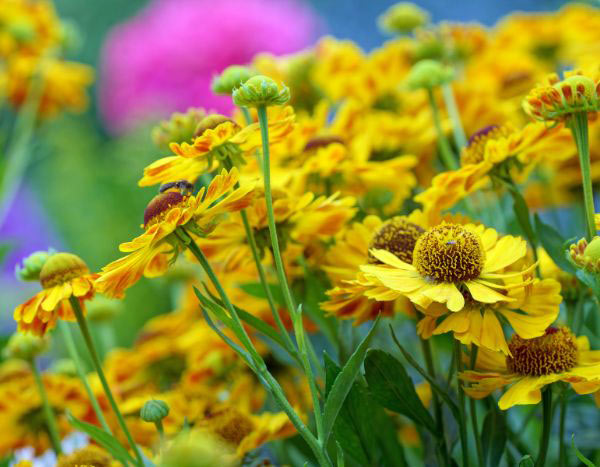 Multiplying heleniums