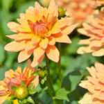 Propagating dahlias: best practices