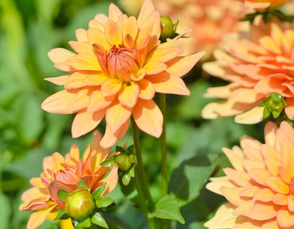Propagating dahlias: best practices