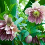Propagating hellebore