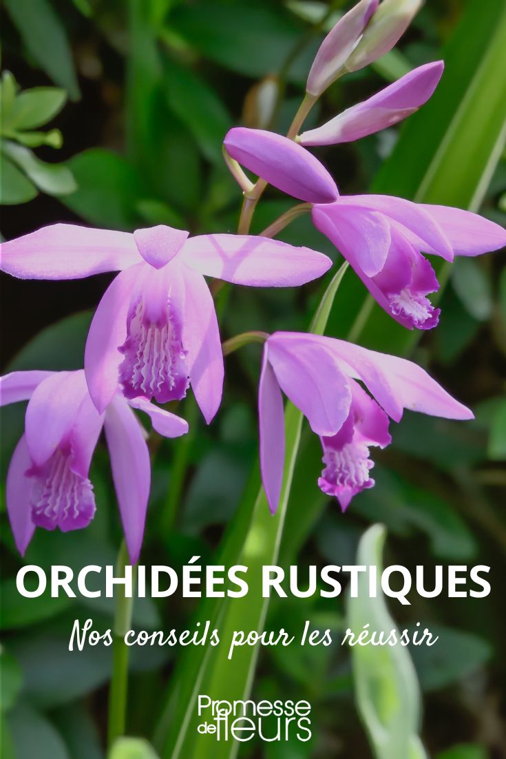 Our tips for successful hardy orchids cultivation