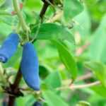 Berries in clay soil