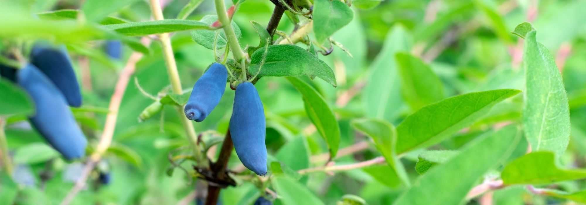 Berries in clay soil