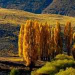 Poplar - Populus: Planting, Growing and Care