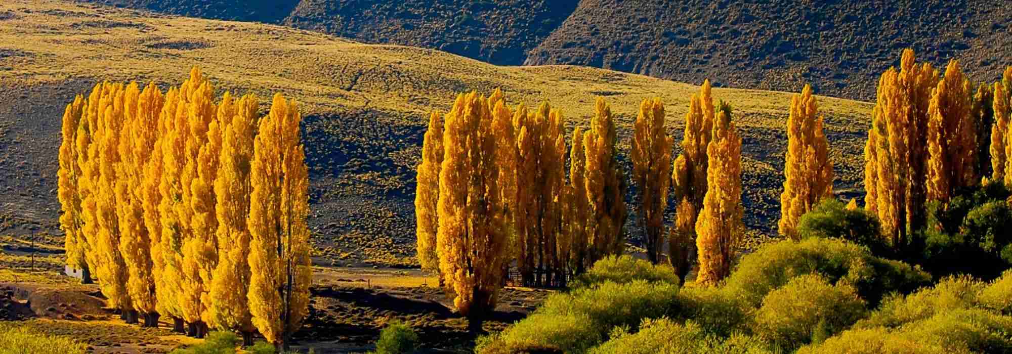 Poplar - Populus: Planting, Growing and Care