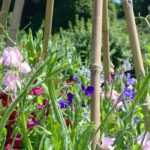 How to grow sweet peas?