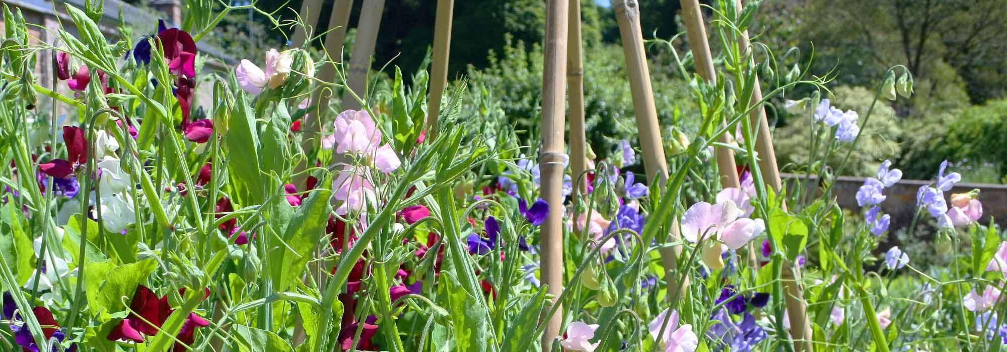 How to grow sweet peas?