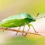 Stink bugs in the garden