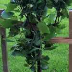 How to straighten a tree after a storm?