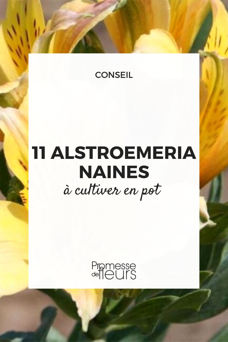 Small Peruvian Lilies for pots and containers