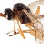 Auxiliary insect in the garden: Aphidius