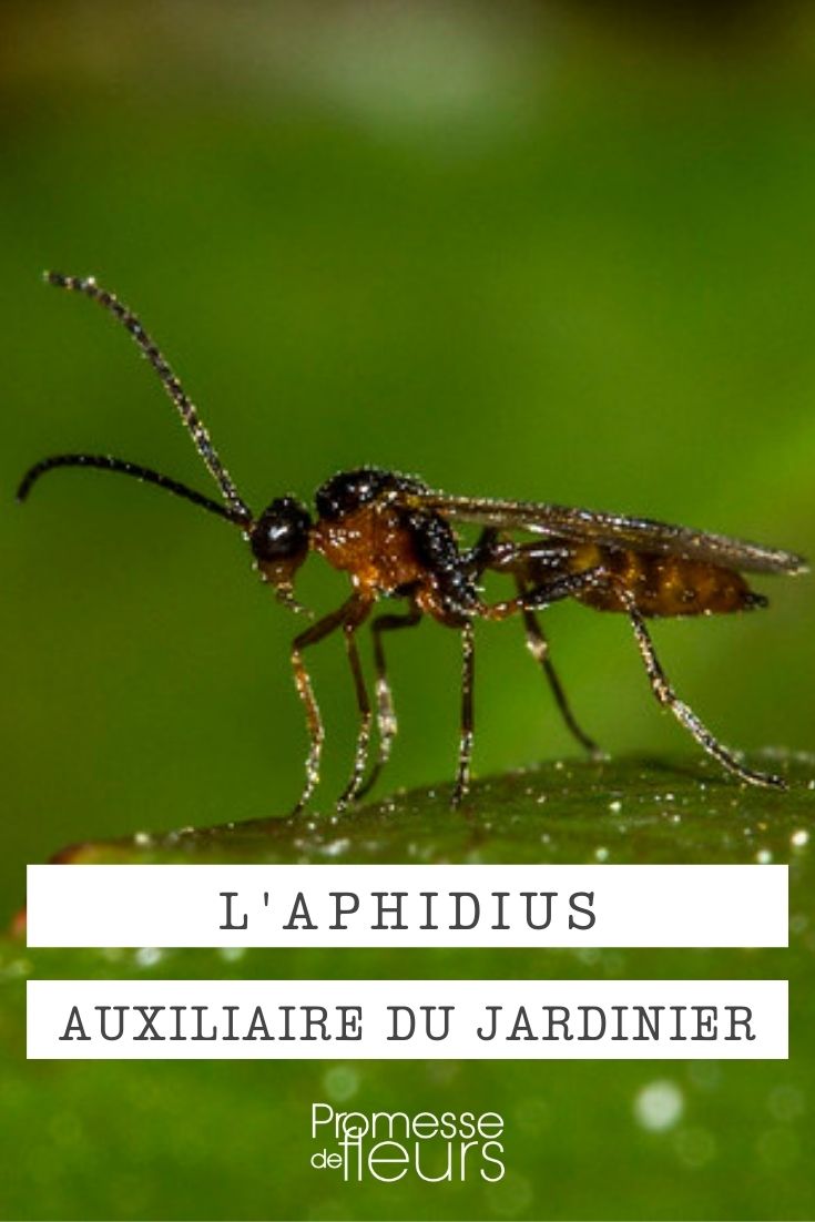 [Aphidius] beneficial insect