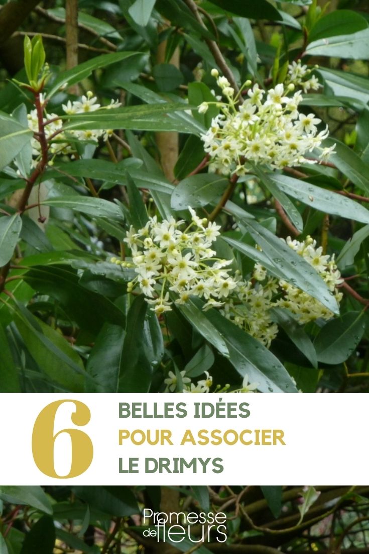 [association drimys garden]