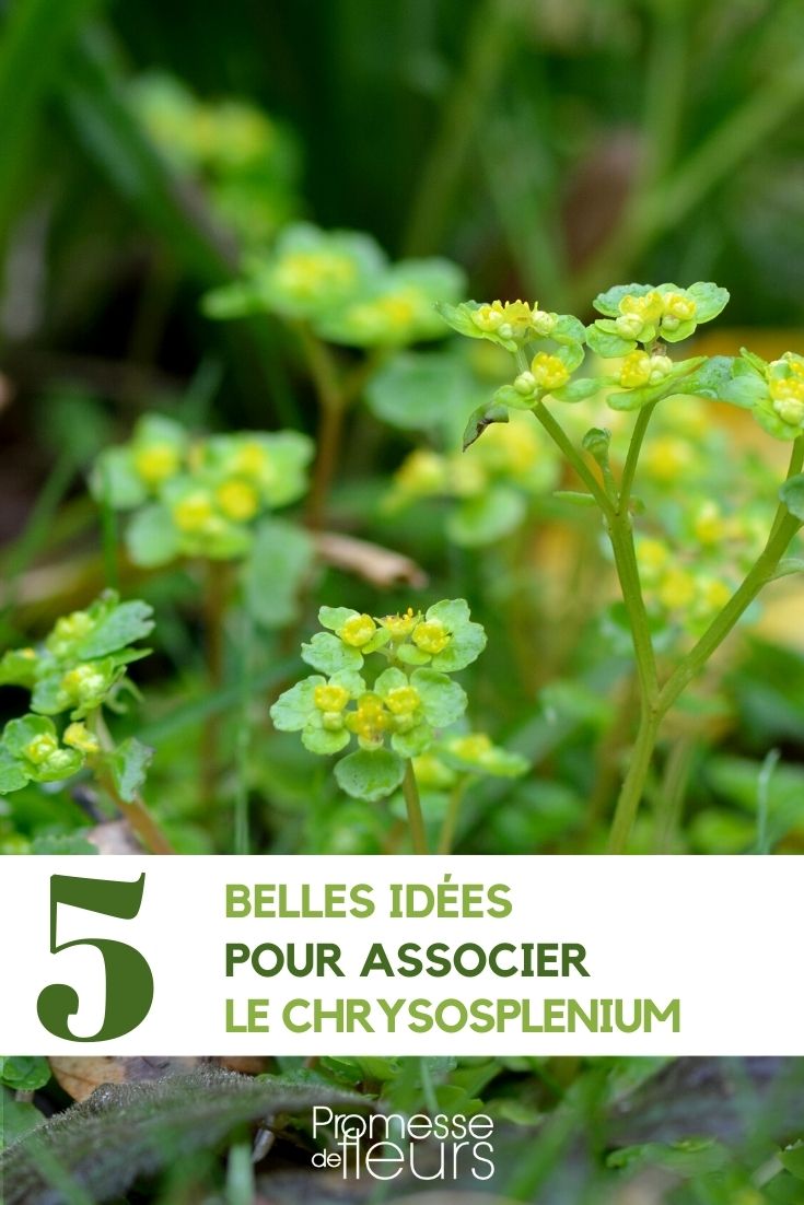 Associate the goldenstar.