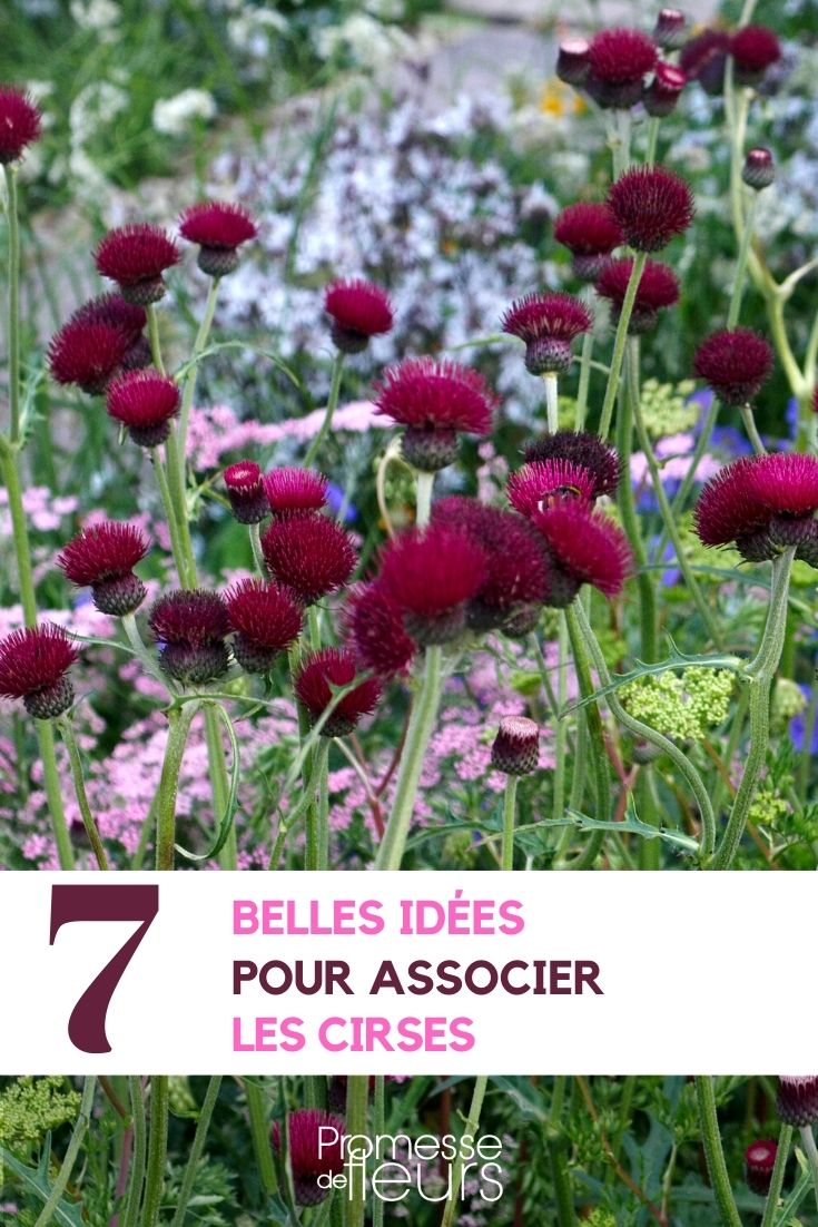 Associate the thistles