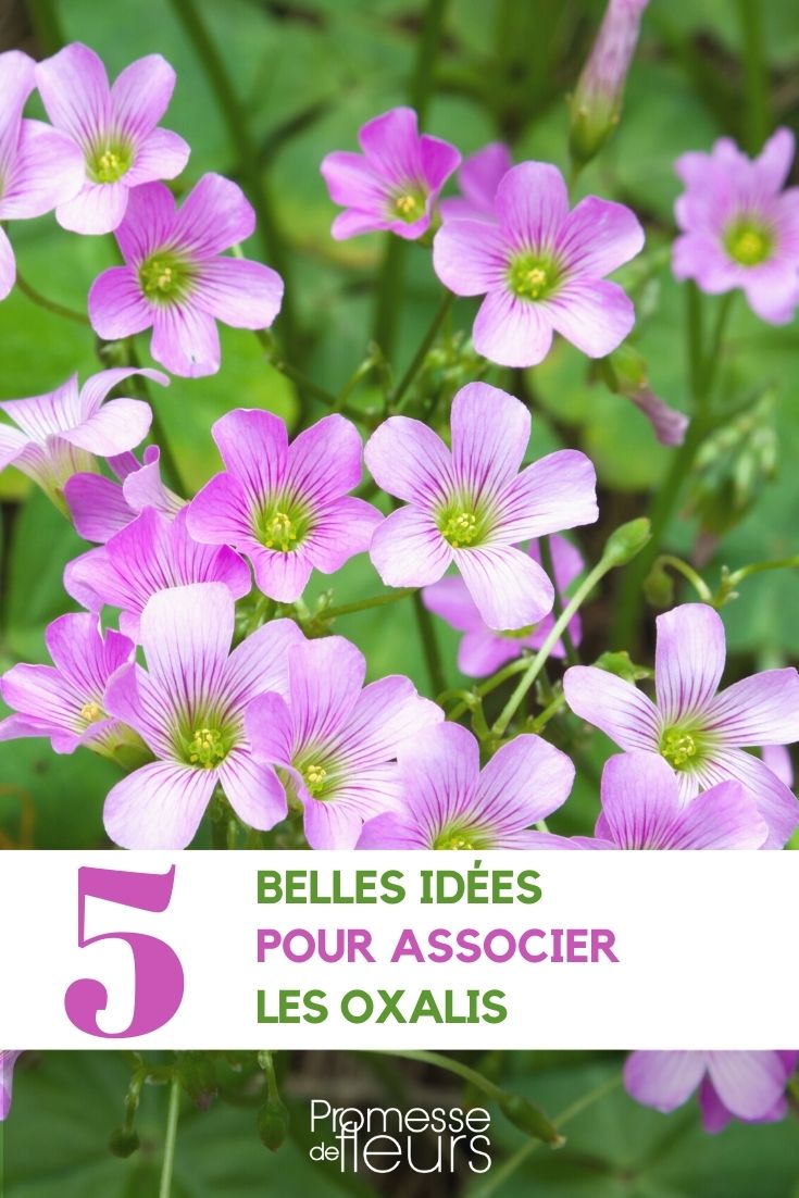 [plant id="oxalis" info="association"]