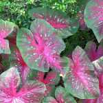 Caladium, Elephant ear: planting and growing