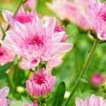 Chelsea chop: 13 perennial plants to pinch