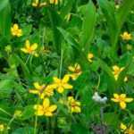 Pairing ideas with Chrysogonum