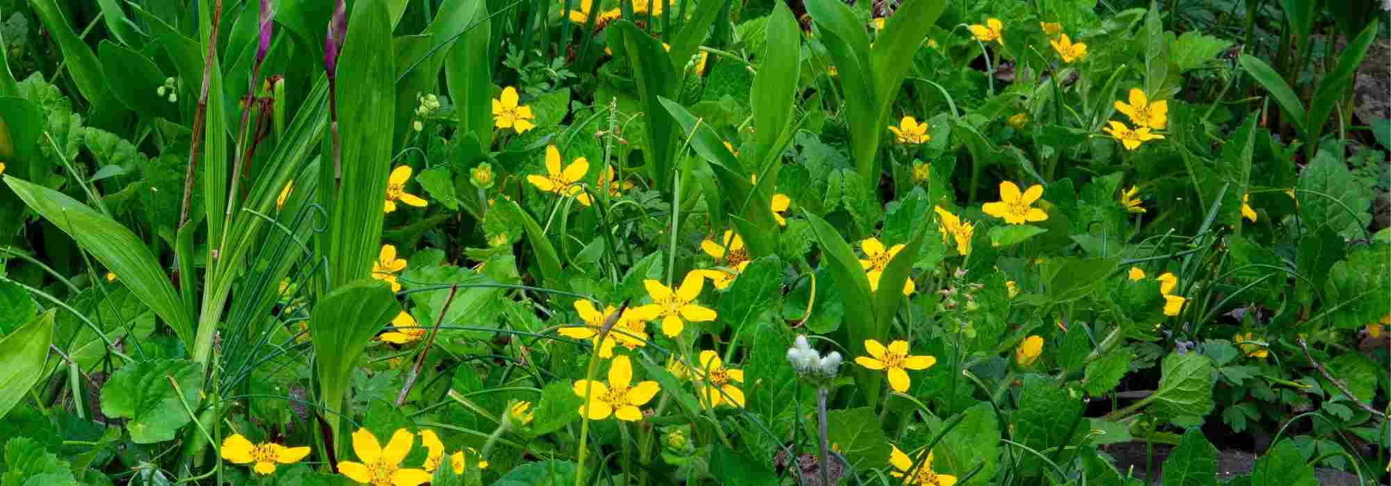 Pairing ideas with Chrysogonum