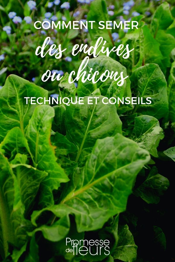 sowing chicory chicons