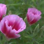 Godetia : sowing, growing, maintenance