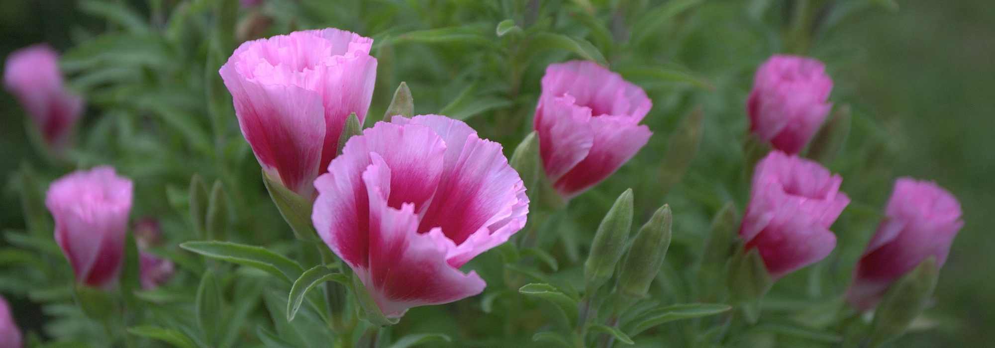 Godetia : sowing, growing, maintenance
