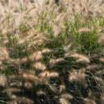 7 grasses for allergy sufferers