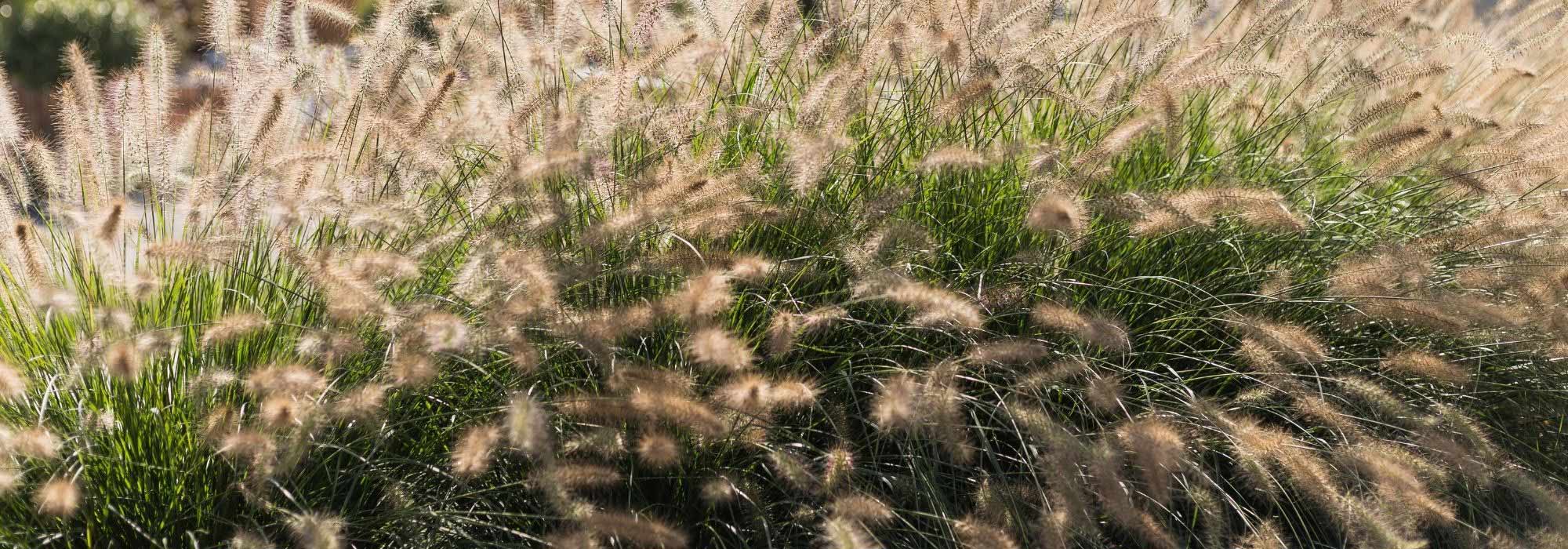 7 grasses for allergy sufferers