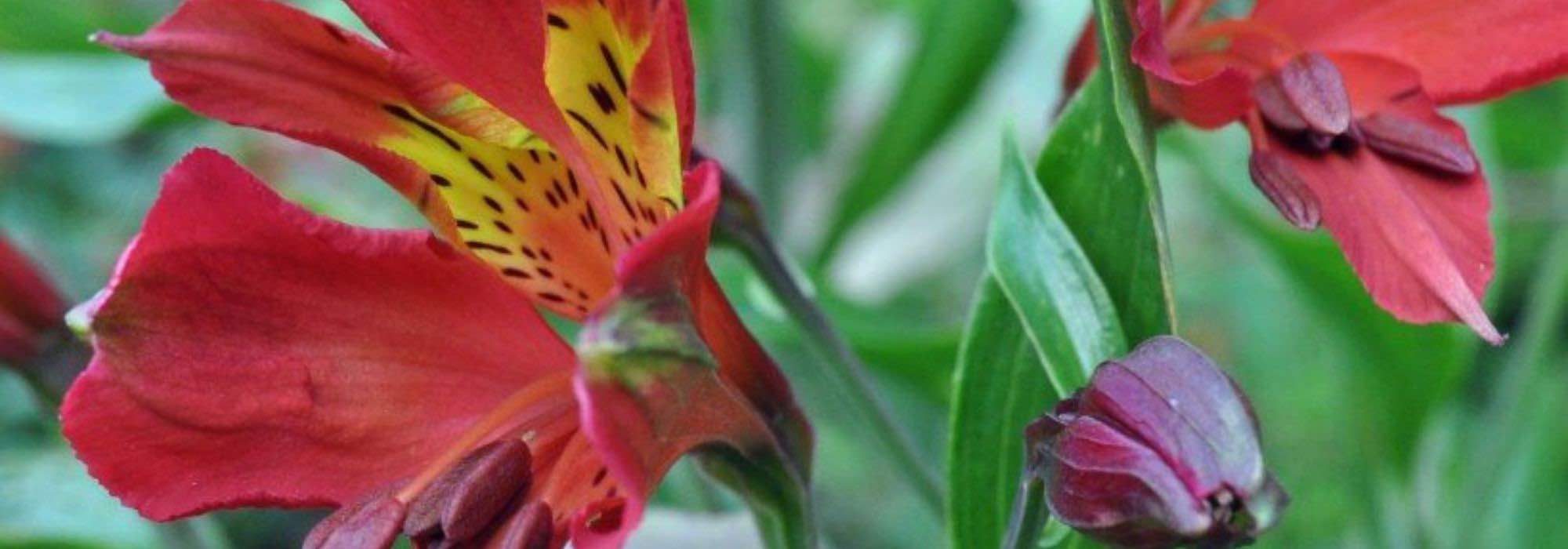 Alstroemeria: the best varieties for border planting